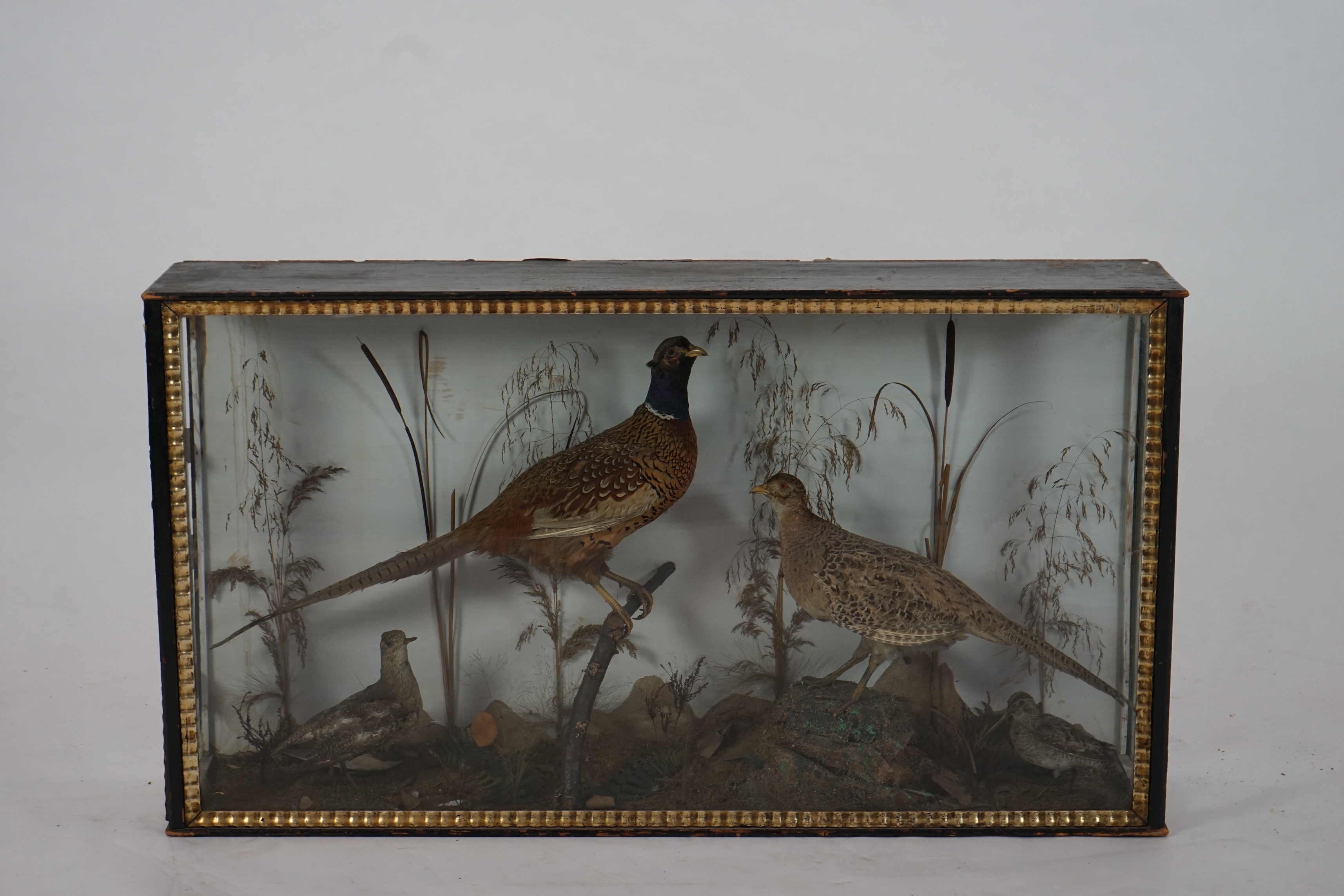 A large late Victorian taxidermy display of a cock and hen pheasant, together with a woodcock and plover, in naturalistic setting, 126cm wide, 24cm deep, 69cm high. Condition - fair